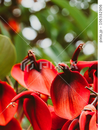 Erythrina crista-galli in bloom in autumn. Erythrina crista-galli in bloom in autumn. 106382906