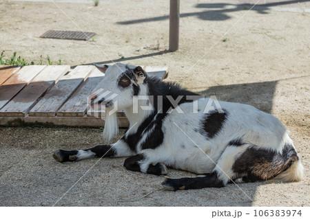 ヤギ（シバヤギ）天王寺動物園　ふれんどしっぷガーデン 106383974
