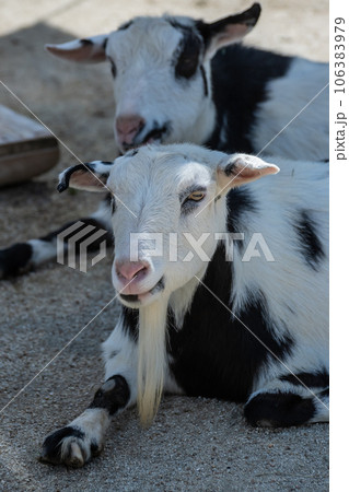 ヤギ（シバヤギ）天王寺動物園　ふれんどしっぷガーデン 106383979