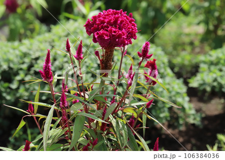 夏の花壇に咲く赤いケイトウの花 106384036