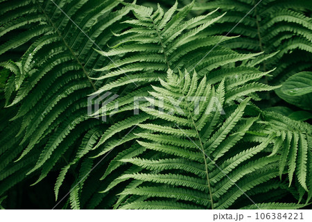 green fern leaves petals background. Vibrant green foliage. Tropical leaf. Exotic forest plant. Botany concept. Ferns jungles close up. jungle atmosphere and calm zen meditation 106384221