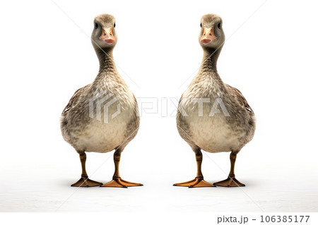 Geese photo realistic illustration - Generative AI. Geese photo realistic illustration - Generative AI. 106385177