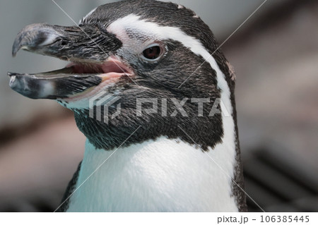 フンボルトペンギン フンボルトペンギン 106385445