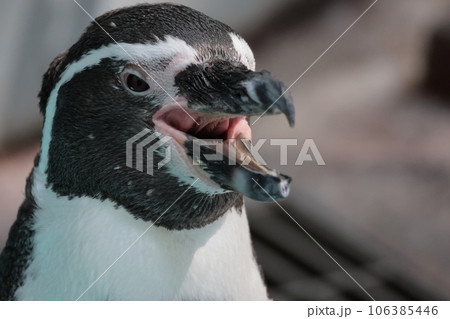 フンボルトペンギン フンボルトペンギン 106385446