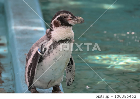フンボルトペンギン 106385452