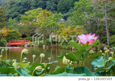 山間の庭園に咲くピンク色の蓮の花 山間の庭園に咲くピンク色の蓮の花 106385503