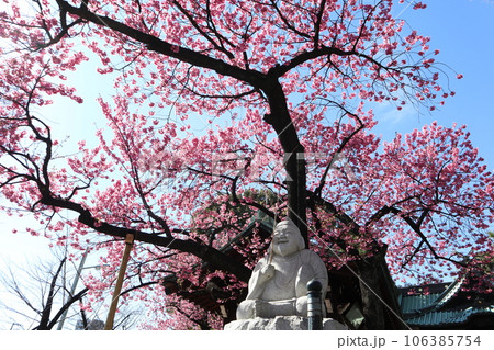 寒緋桜 寒緋桜 106385754