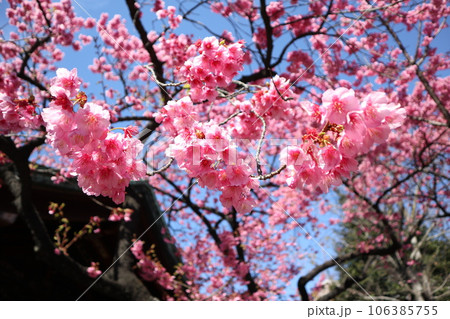 寒緋桜 寒緋桜 106385755