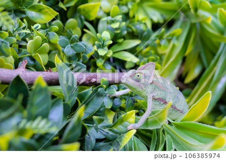 フェイクグリーンに止まる1匹のエボシカメレオン フェイクグリーンに止まる1匹のエボシカメレオン 106385974
