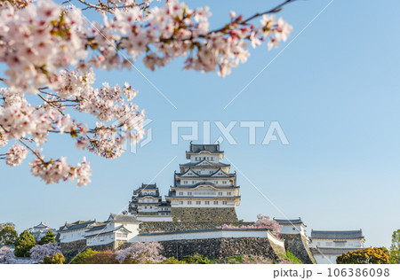兵庫県姫路市　満開の桜に彩られた国宝姫路城天守【4月】 106386098