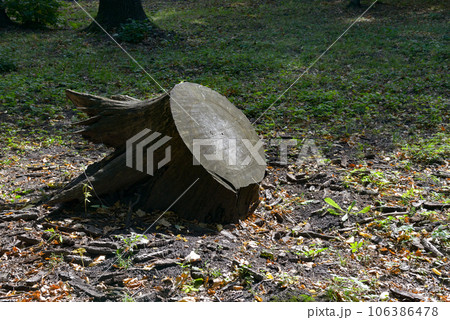 Huge stump felled tree in park. 106386478