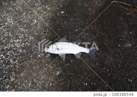 セイゴ　スズキの幼魚 106386548