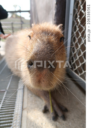 カピパラの正面写真 カピパラの正面写真 106386561