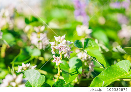 夏に咲くガガイモの花 106386675