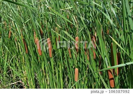ガマ・多年草の抽水植物の穂 ガマ・多年草の抽水植物の穂 106387092