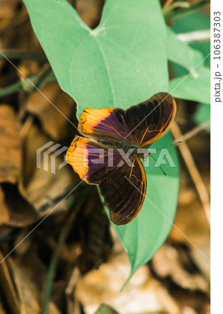 Large Assyrian wings above the wing surface are dark brown to black. The middle of the wings is blue and purple Large Assyrian wings above the wing surface are dark brown to black. The middle of the wings is blue and purple 106387303