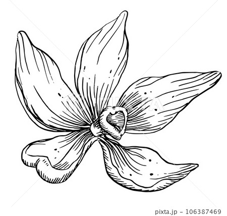Vanilla Flower. Vector hand drawn illustration of herbal food spice on white isolated background. Outline drawing of blooming orchid for essential oil or natural cosmetic. Black line art engraving. 106387469