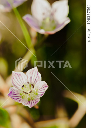 Swertia striata Coll, Gentianaceae White flowers blooming in nature, found in Burma and northern Thailand. Swertia striata Coll, Gentianaceae White flowers blooming in nature, found in Burma and northern Thailand. 106387564