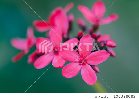 Peregrina, Spicy Jatropha, a red flower cluster at the end of the branch. It is a popular garden plant. Peregrina, Spicy Jatropha, a red flower cluster at the end of the branch. It is a popular garden plant. 106388085