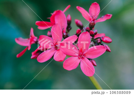 Peregrina, Spicy Jatropha, a red flower cluster at the end of the branch. It is a popular garden plant. Peregrina, Spicy Jatropha, a red flower cluster at the end of the branch. It is a popular garden plant. 106388089