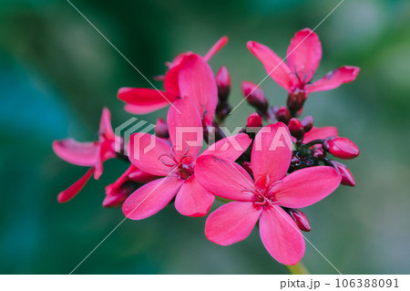 Peregrina, Spicy Jatropha, a red flower cluster at the end of the branch. It is a popular garden plant. 106388091