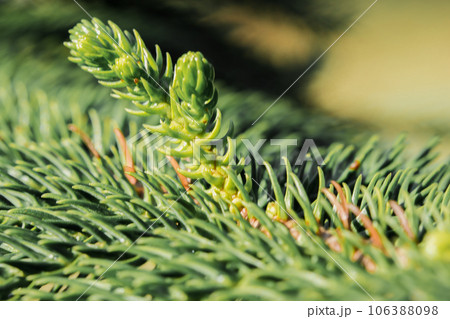 Description of Norfolk island pine, Norfolk island pine is one of the most popular types of ornamental pine. Description of Norfolk island pine, Norfolk island pine is one of the most popular types of ornamental pine. 106388098