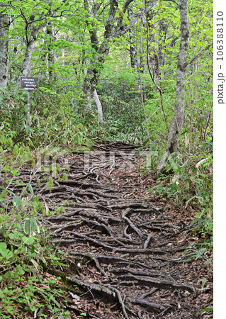 土湯峠　ブナッ子路 106388110