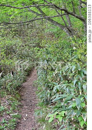 土湯峠 ブナッ子路 土湯峠 ブナッ子路 106388113