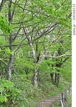 土湯峠　ブナッ子路 106388115