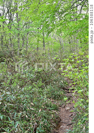 土湯峠　ブナッ子路 106388118