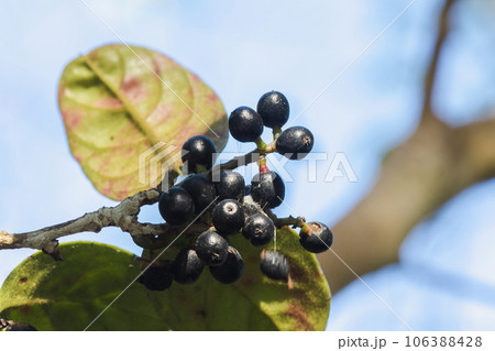 Antidesma thwaitesianum On the fully ripe branches turn black Classified as a wild fruit 106388428