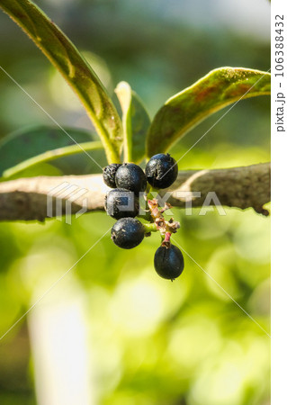 Antidesma thwaitesianum On the fully ripe branches turn black Classified as a wild fruit Antidesma thwaitesianum On the fully ripe branches turn black Classified as a wild fruit 106388432