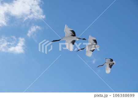 白鳥舞う 白鳥舞う 106388699