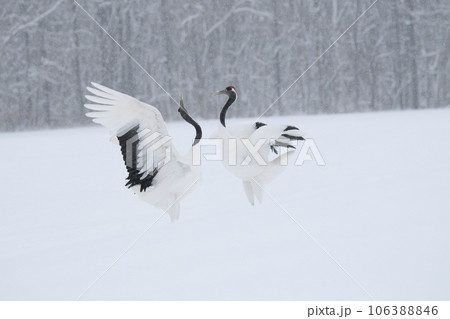 雪が降る給餌場のタンチョウ 雪が降る給餌場のタンチョウ 106388846