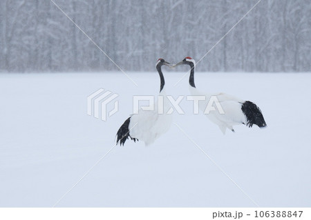 雪が降る給餌場のタンチョウ 雪が降る給餌場のタンチョウ 106388847