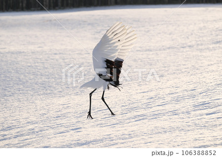 翼を広げて着陸するタンチョウ 翼を広げて着陸するタンチョウ 106388852