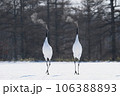 二羽で踊るタンチョウ 106388893