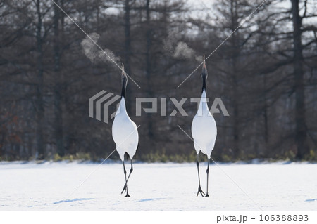 二羽で踊るタンチョウ 106388893
