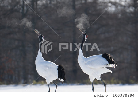 二羽で踊るタンチョウ 106388894