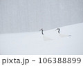 雪の積もった階段に立つ白鳥 106388899
