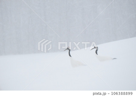 雪の積もった階段に立つ白鳥 雪の積もった階段に立つ白鳥 106388899