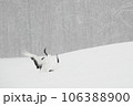 吹雪の給餌場に飛来するタンチョウ 106388900