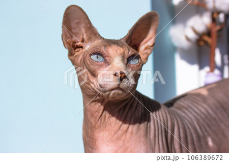 Beautiful gray blue-eyed bald Canadian Sphynx kitty white muzzle portrait on light blue background. Amazing cat in the interior. International Cat Day. A serious look into a camera. Lovely pet indoors Beautiful gray blue-eyed bald Canadian Sphynx kitty white muzzle portrait on light blue background. Amazing cat in the interior. International Cat Day. A serious look into a camera. Lovely pet indoors 106389672