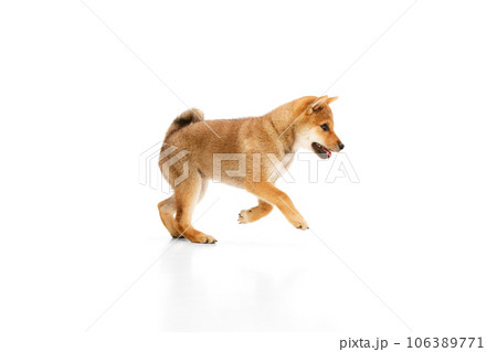 Playful, friendly, determined and courageous Shiba Inu dog jumping over white studio background. Concept of animal care, fashion and ad 106389771