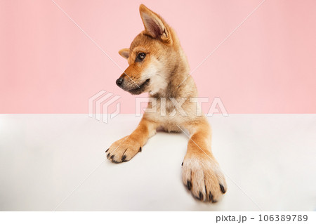 Charming Shiba inu puppy with cute face posing over pastel pink studio background. Wide angle. Clever dog face Charming Shiba inu puppy with cute face posing over pastel pink studio background. Wide angle. Clever dog face 106389789