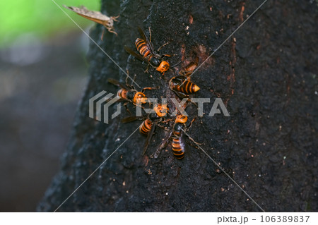 オオスズメバチ 106389837
