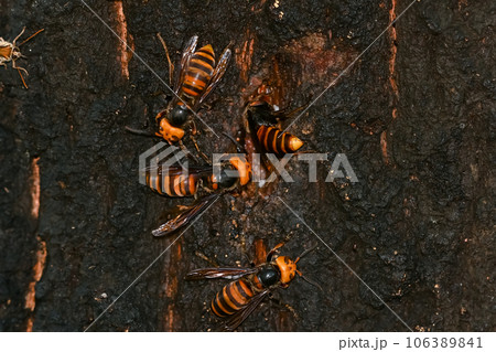 オオスズメバチ 106389841