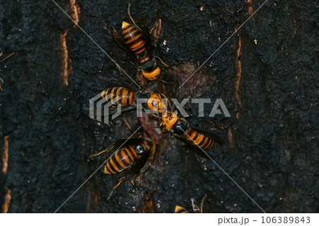 オオスズメバチ 106389843
