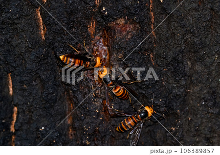 オオスズメバチ 106389857