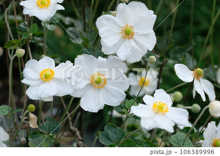 シュウメイギク シュウメイギク 106389996